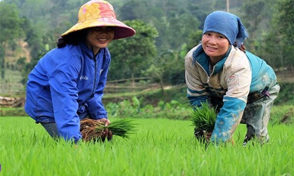 플랜과 코이카는 꽝찌성 소수민족 주민들이 안정적으로 농업과 생계를 이어갈 수 있도록 3년간 농업기술, 보조금 및 장비, 판로 지원 등 다양한 프로그램의 여성 경제적 역량 강화 사업을 시작했다. (사진=플랜)