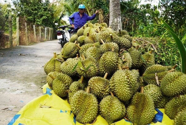 베트남 메콩델타 띠엔장성의 한 농가가 수확한 두리안. 올초 부진에 빠졌던 베트남의 청과류 수출이 2개월 연속 증가세를 그리며 하반기 실적을 기대케하고 있다. (사진=VnExpress/Hoang Nam)