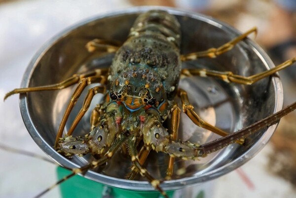 베트남의 주력 수출 품종 중 하나인 크레이피시. 올들어 베트남의 대(對)중국 새우류 수출액이 큰 폭으로 증가하며 사상 처음으로 미국을 제친 것으로 나타났다. (사진=VnExpress/Quynh Tran)