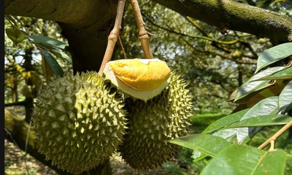 베트남 메콩델타 껀터시의 한 두리안 과수원. 올초 극심한 부진을 겪었던 베트남의 두리안 수출이 최근 중국을 중심으로 강력한 회복세를 보이고 있다. (사진=VnExpress/Manh Khuong)