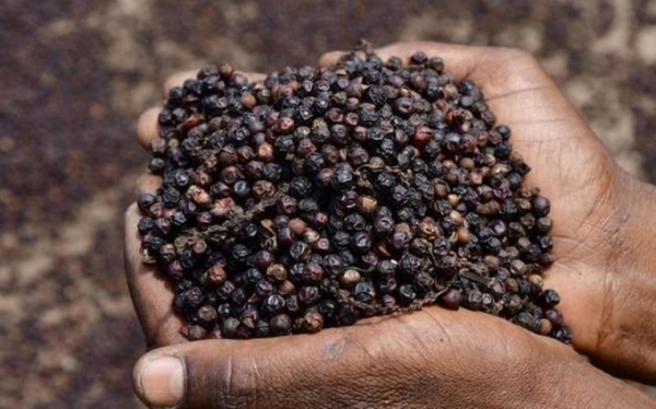 건조 처리중인 수출용 베트남 흑후추.&nbsp;올들어 베트남의 후추 수출액이 큰 폭의 증가세를 보이고 있다. (사진=베트남후추향신료협회)