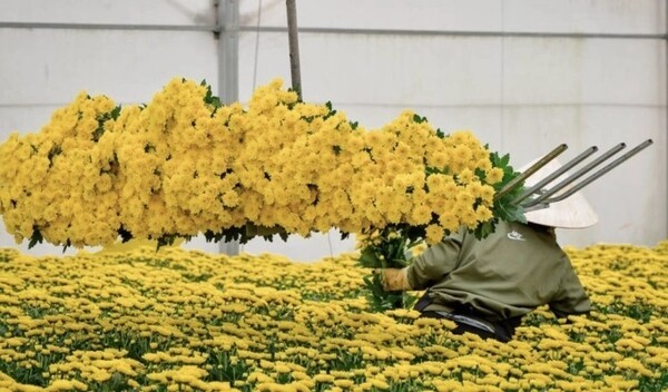 달랏의 한 화훼농가에서 재배중인 국화. (사진=Dalat Hasfarm)