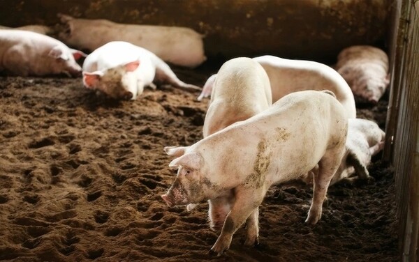 베트남 양돈 대기업 중 하나인 다바코의 한 돼지축사. 베트남 양돈 대기업들이 올들어 돼지고기 가격 상승에 힘입어 2분기 잇따라 시장의 컨센서스를 훌쩍 뛰어 넘는 호실적을 보고했다.(사진=DBC)