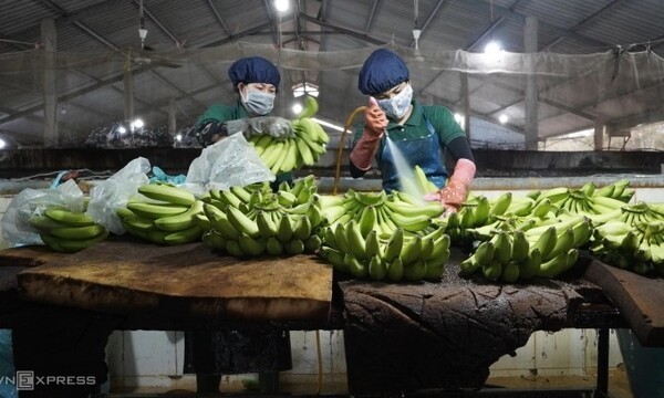 수출용 바나나를 세척 중인 베트남 근로자들의 모습. 올들어 베트남산 바나나가 가격 경쟁력을 앞세워 필리핀이 장악하고 있는 일본 수입 바나나 시장에서 입지를 확대하고 있다. (사진=VnExpress/Hoang Nam)