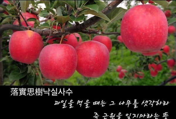 落實思樹(낙실사수)는 ‘과일을 먹을 때 (그 과일을 맺게한) 나무를 생각한다‘는 말로 음수사원과 마찬가지로 ’근원을 잊지말라‘ 의미의 사자성어이다. (사진=인터넷캡처/이형로) 