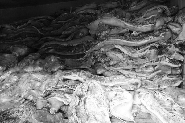 P씨 냉동 창고에서 발견된 아프리카돼지열병(ASF) 감염 돼지 지육 2분체. 베트남에서 유통이 금지된 ASF으로 폐사한 돼지를 헐값에 사들인 다음 시장에 판매해 온 양심불량 도축업자가 현지 공안당국에 붙잡혀 충격을 안기고 있다. (사진=푸토성 공안)