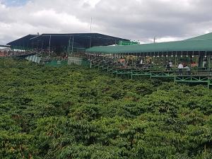 [석태문 박사의 VINA프리즘] (31) 로부스타 커피 大國, 베트남의 카페문화(하)