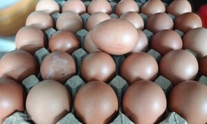 베트남, 잇따른 자연재해로 ‘에그플레이션’ 현실화…전년比 30% 급등세